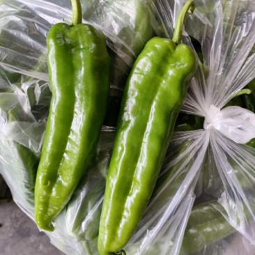 大青椒（新鲜大青椒薄皮现货供应）
