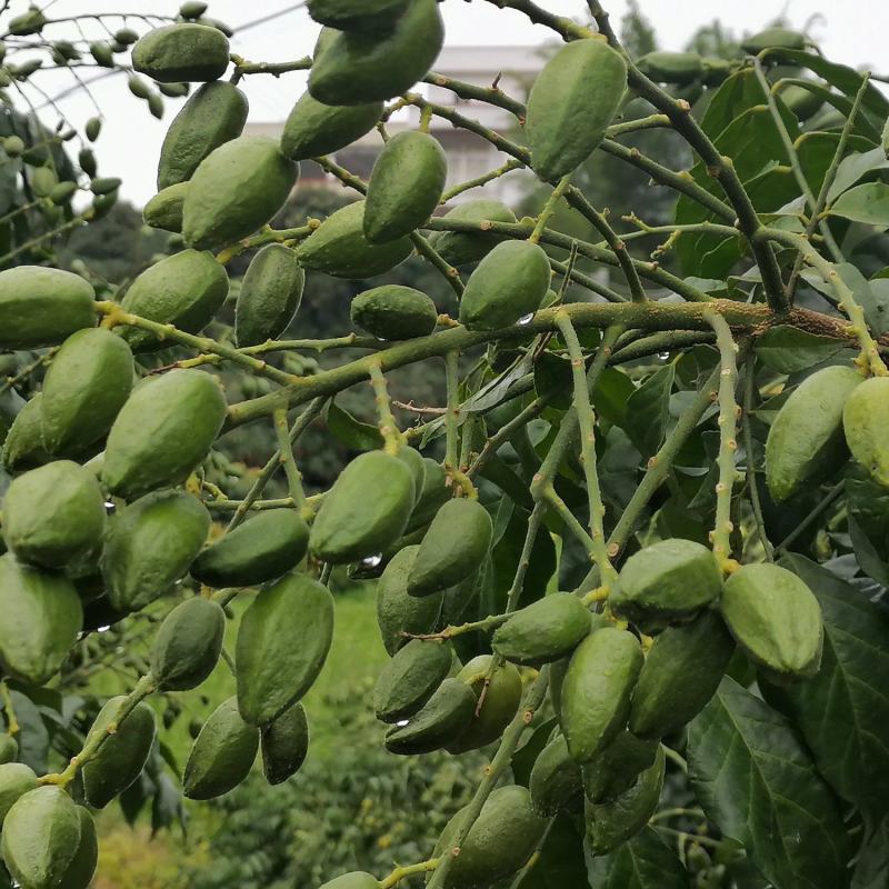 鸡心黄