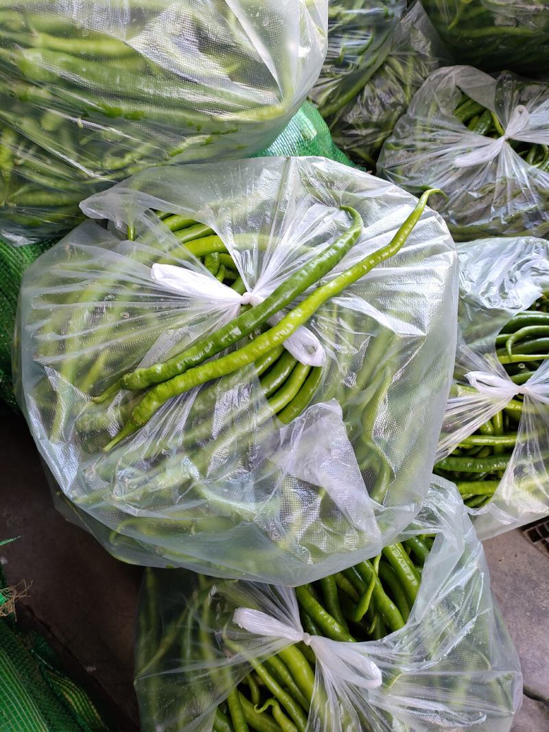 小青椒（新鲜二荆条海椒现货）