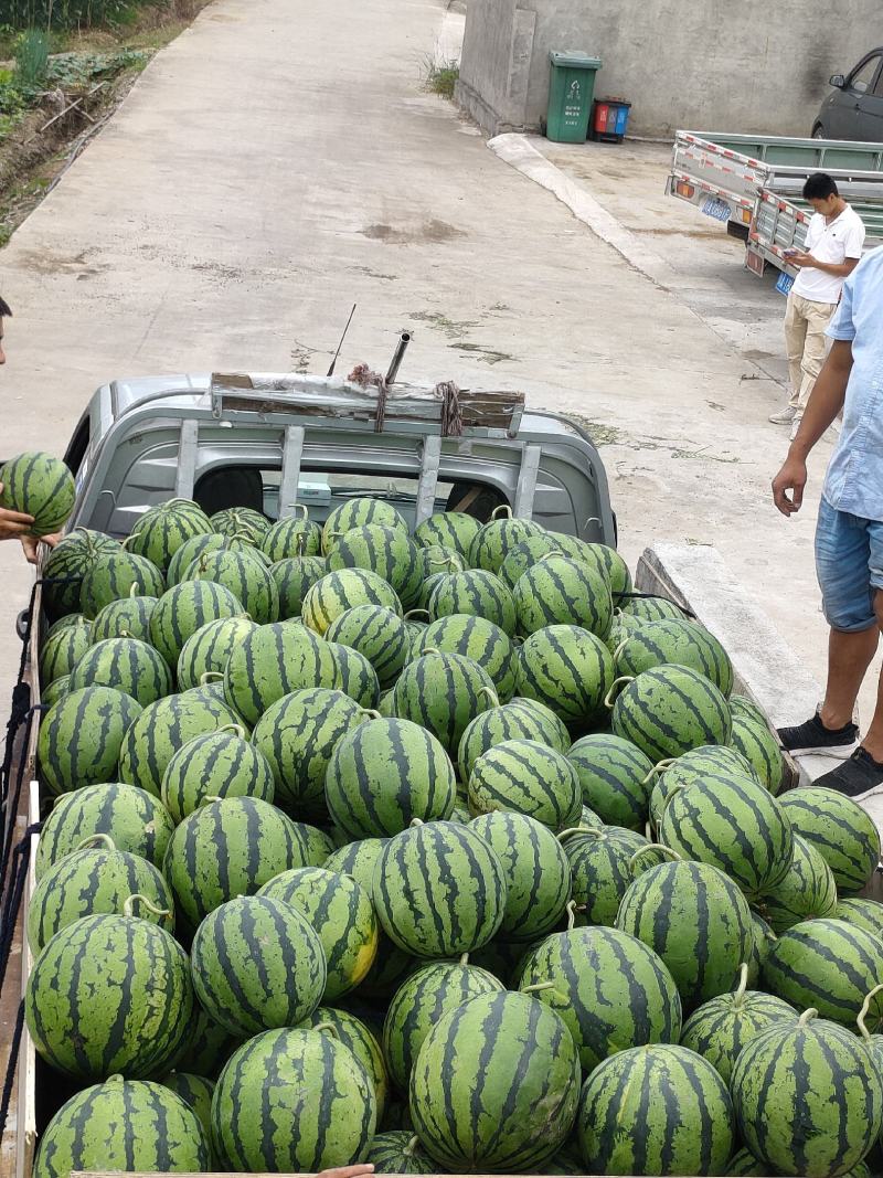 绵阳露地瓜，红密，京密，君威，等品种