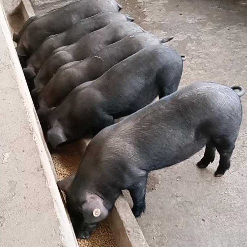 雅南黑猪农家自养品质保障可视频看货量大价优欢迎来电联系