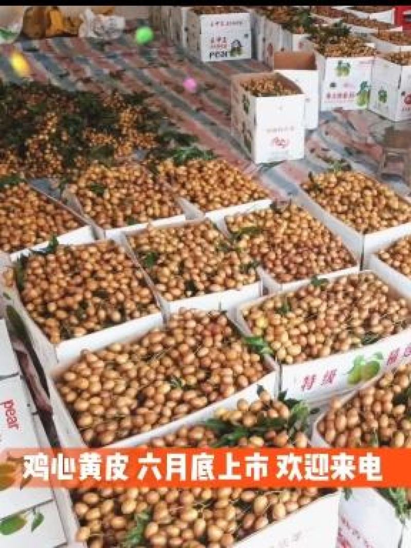 鸡心黄皮果贵妃黑金黄皮工厂统果