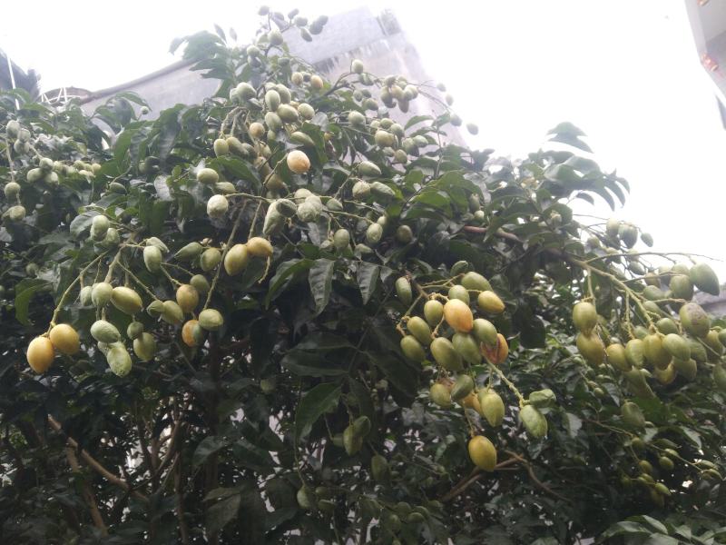 鸡心黄皮果贵妃黑金黄皮工厂统果