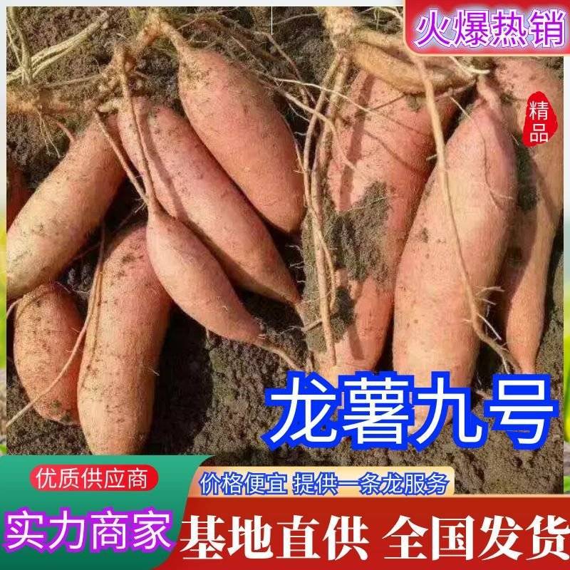 【精品】龙薯九号产地直供价格便宜规格齐全一条龙服务