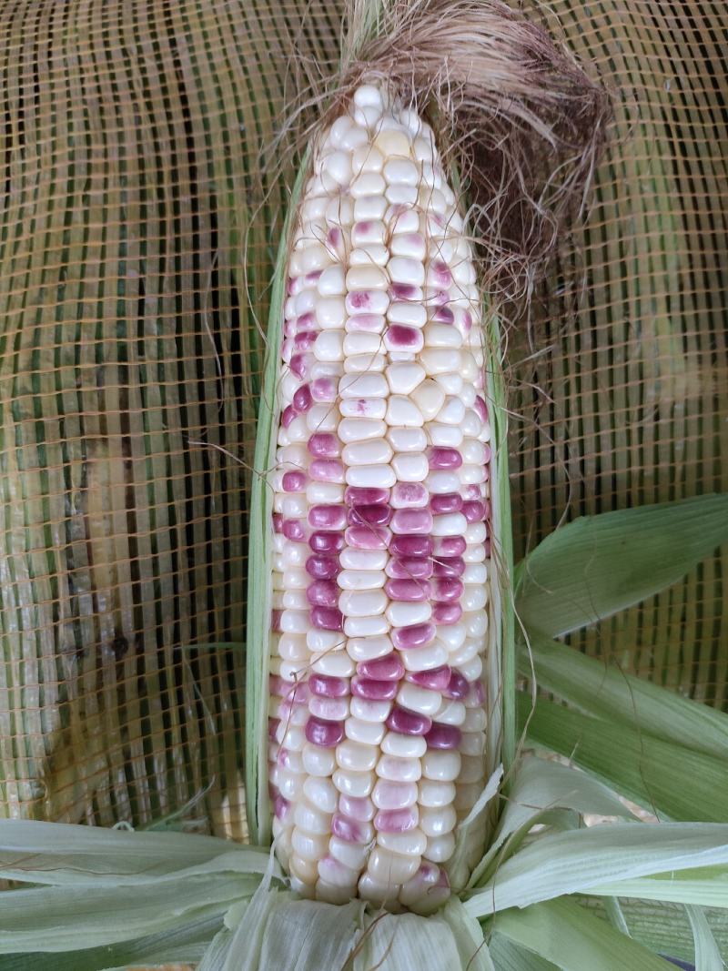 玉米（新鲜花玉米现货供应）