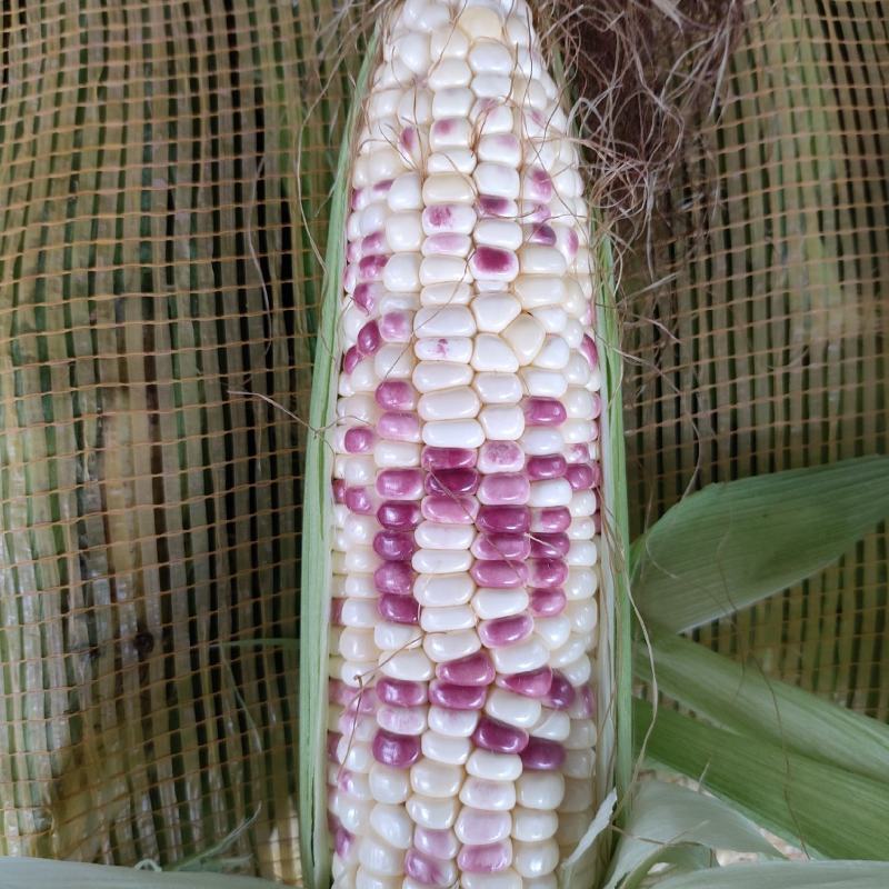 玉米（新鲜花玉米现货供应）