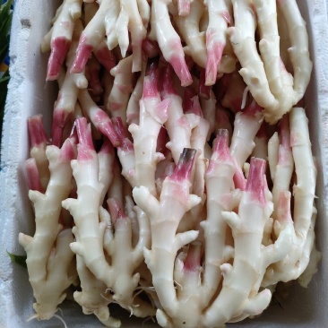 生姜（新鲜生姜现货供应）