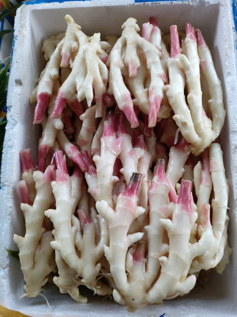 生姜（新鲜生姜现货供应）