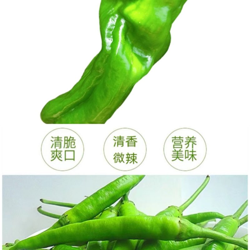 湖北枝江鲜辣椒薄皮椒线椒大量新鲜上市产地直销现摘现发