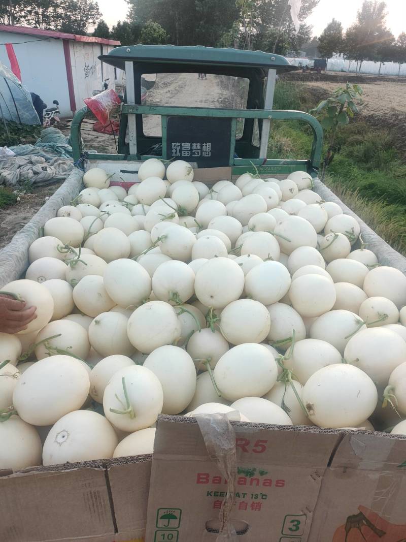 东方蜜2号.红玉甜瓜，万亩基地，河南上蔡县杨屯龚垒代办