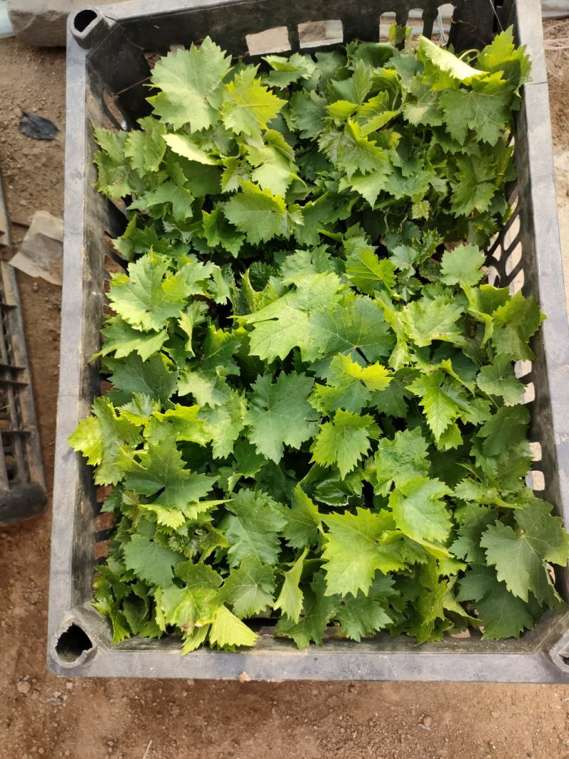 玫瑰香葡萄苗，历史优久，果实玟瑰香味，易管理，丰产。