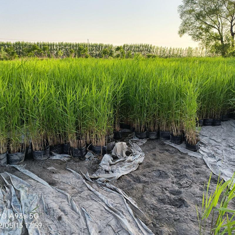 芦苇苗，野生抗寒抗旱芦苇包成活公园河道湿地造景！量大从优
