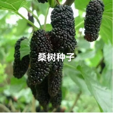 桑树种子，优质桑树种子