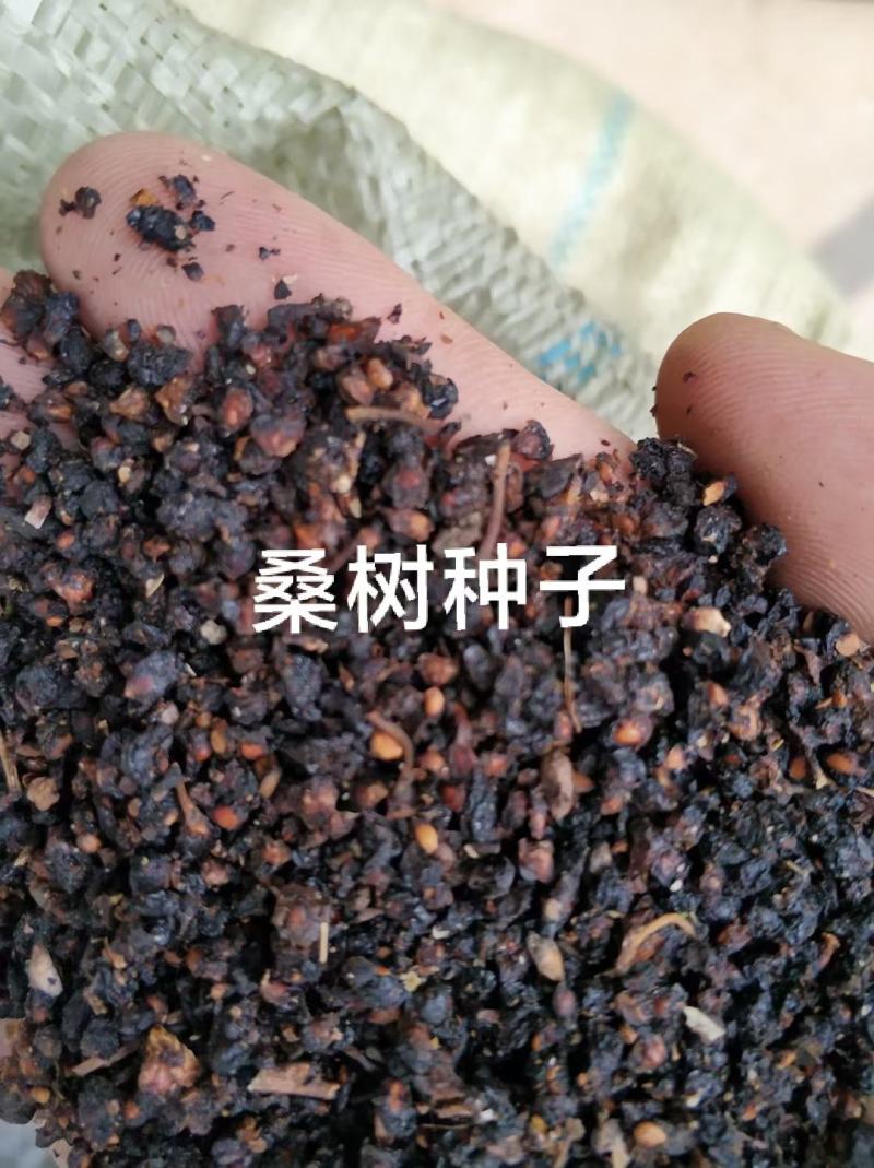 桑树种子，优质桑树种子