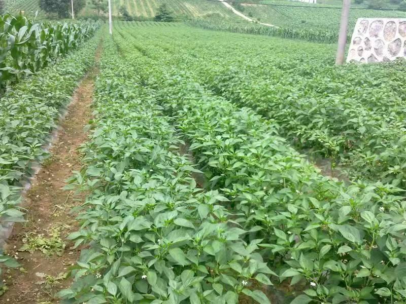 湖北枝江鲜辣椒薄皮椒线椒大量新鲜上市产地直销现摘现发