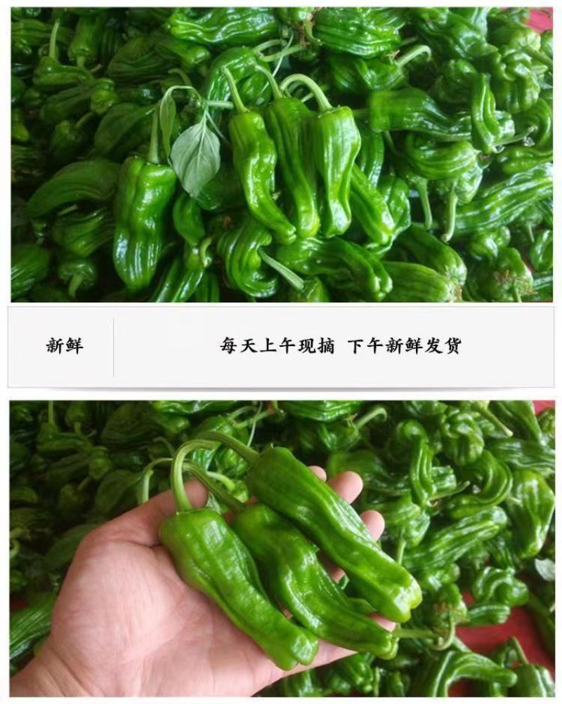 湖北枝江鲜辣椒薄皮椒线椒大量新鲜上市产地直销现摘现发