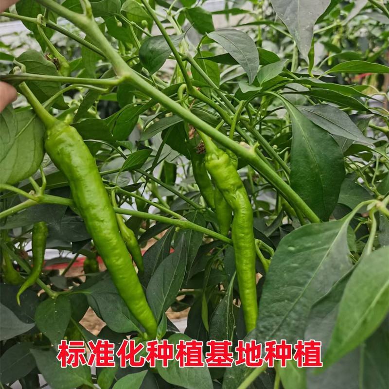 湖北枝江鲜辣椒薄皮椒线椒大量新鲜上市产地直销现摘现发