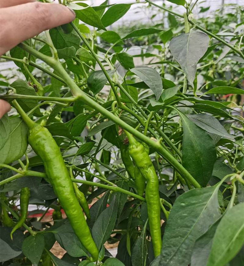 湖北枝江鲜辣椒薄皮椒线椒大量新鲜上市产地直销现摘现发