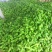 湖北枝江鲜辣椒薄皮椒线椒大量新鲜上市产地直销现摘现发