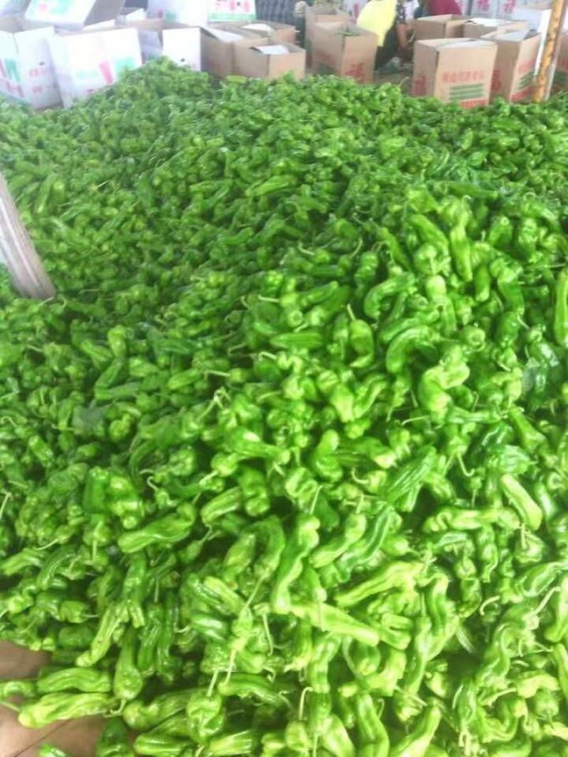 湖北枝江鲜辣椒薄皮椒线椒大量新鲜上市产地直销现摘现发