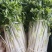 白芹菜（新鲜白芹菜实心现货供应）