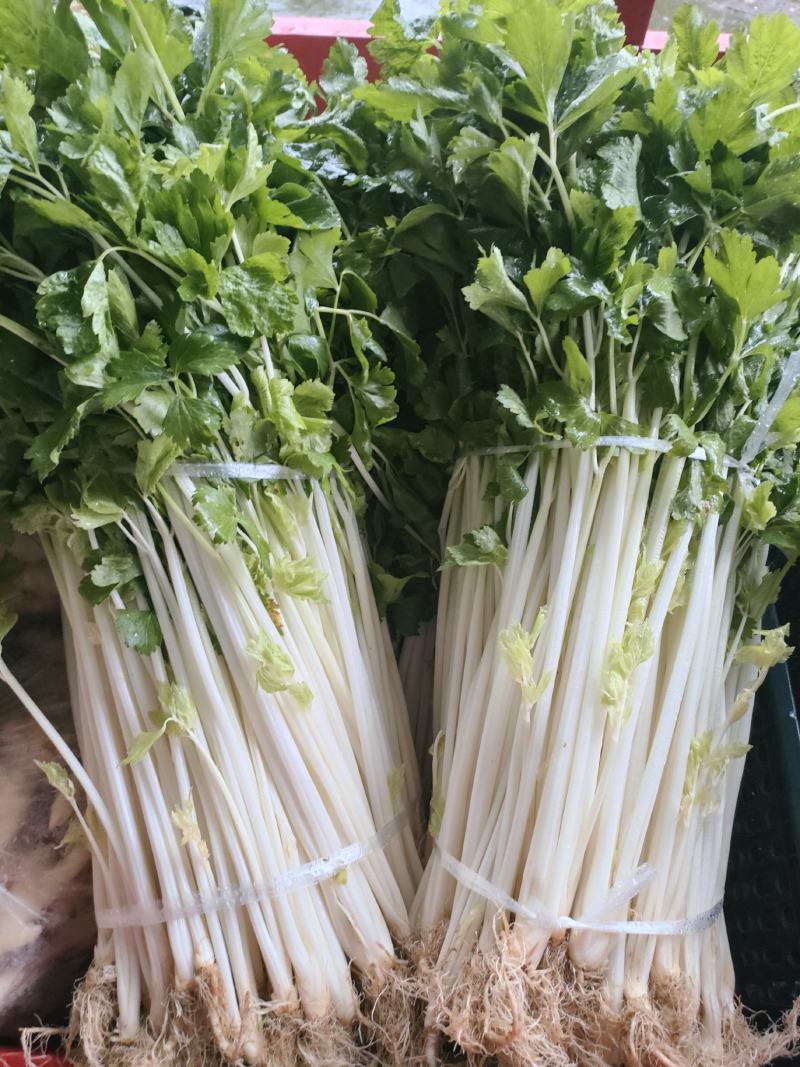 白芹菜（新鲜白芹菜实心现货供应）