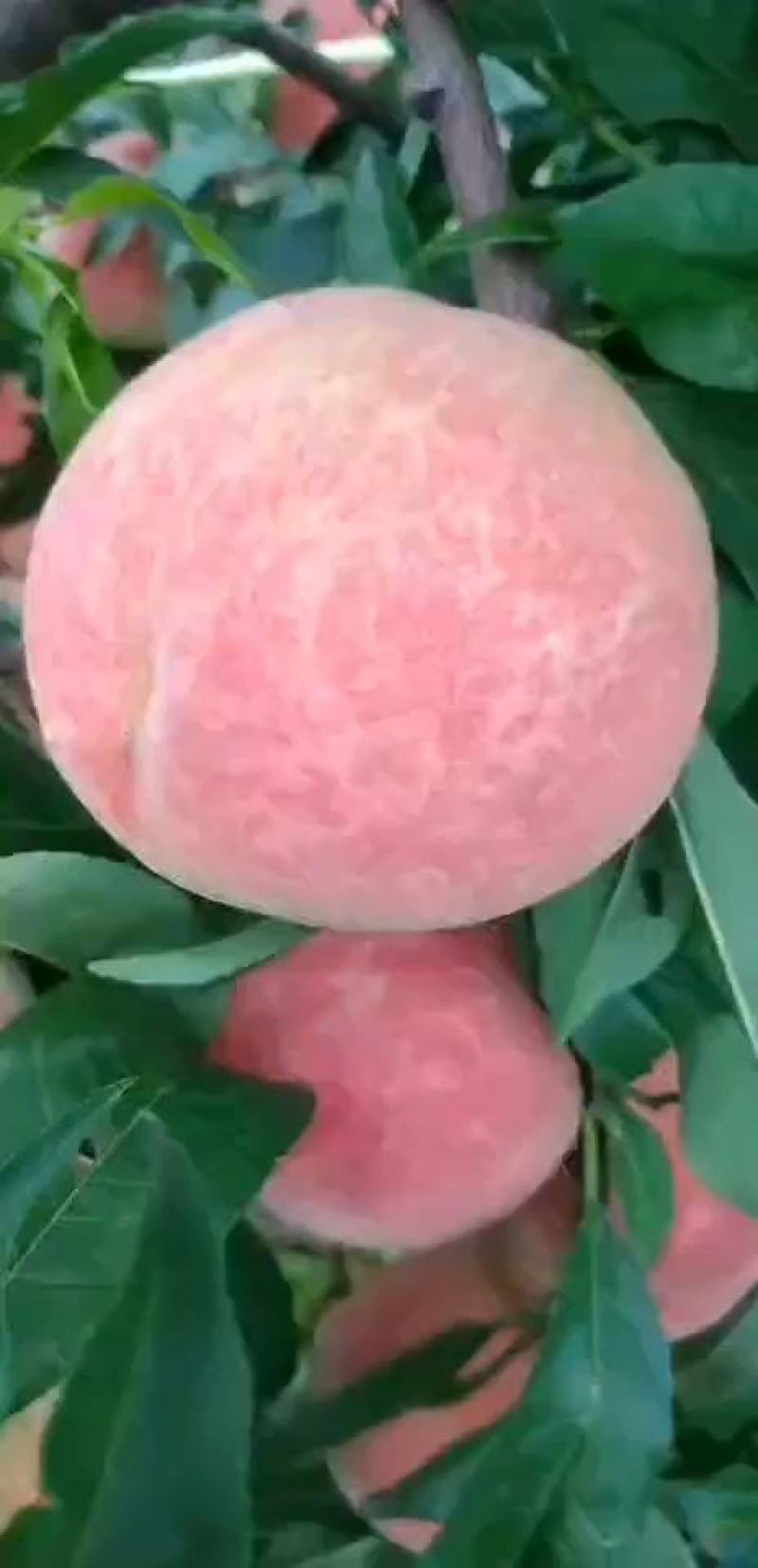 桃子