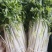白芹菜（新鲜白芹菜实心现货供应）