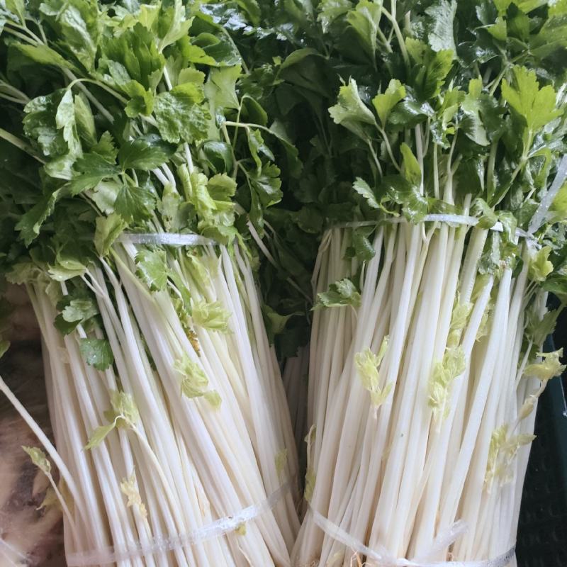 白芹菜（新鲜白芹菜实心现货供应）