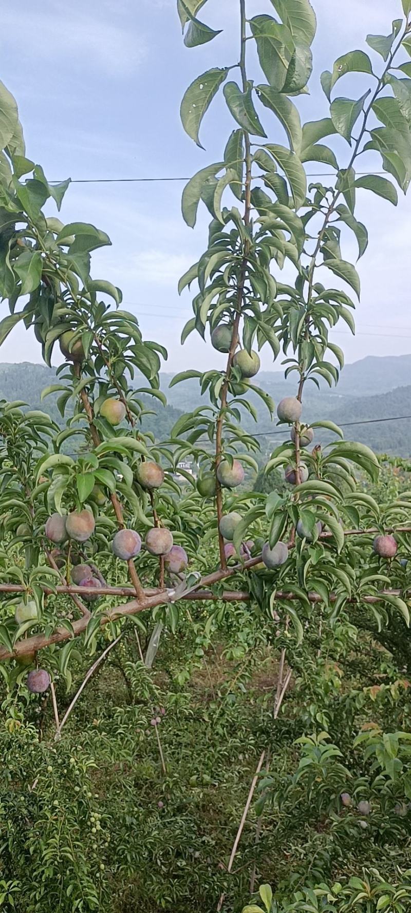 长弘李