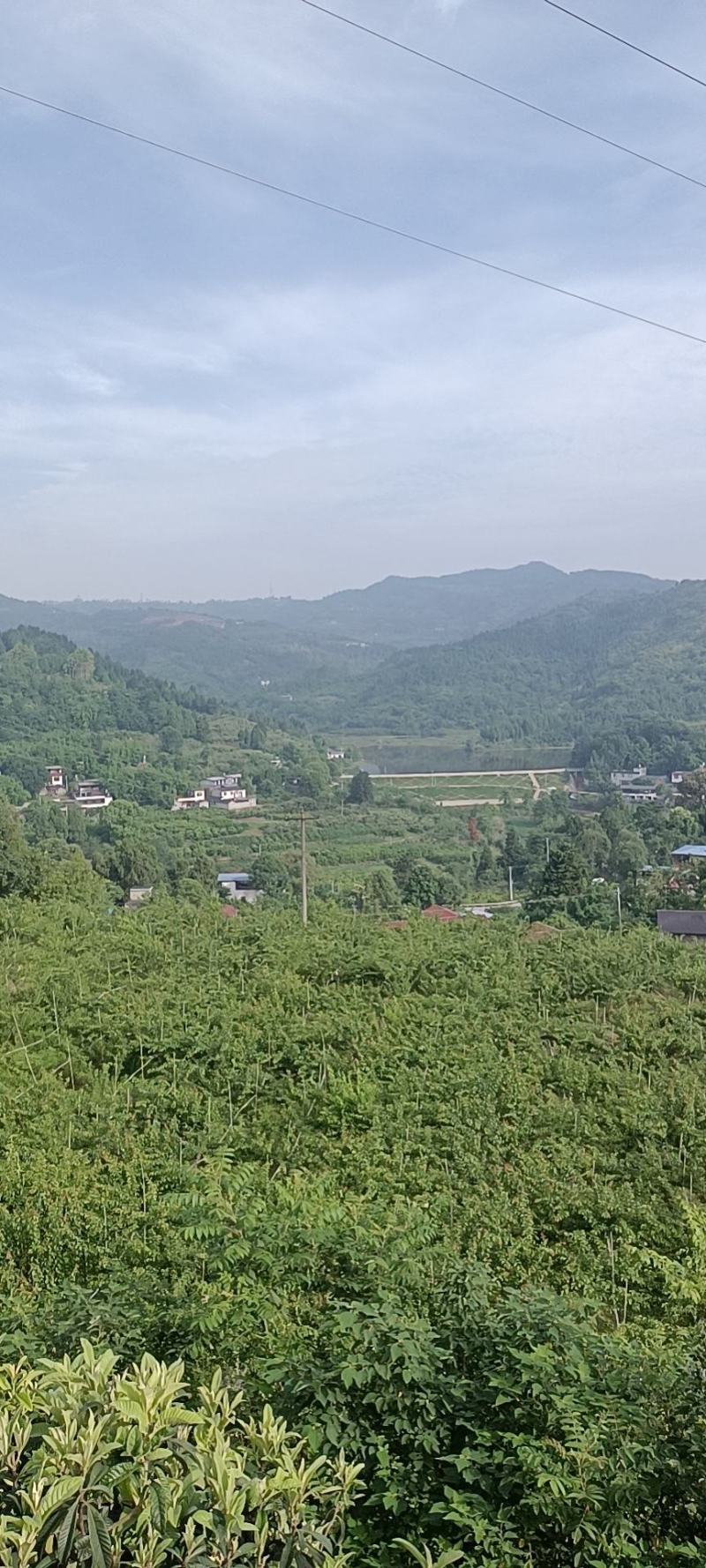 长弘李