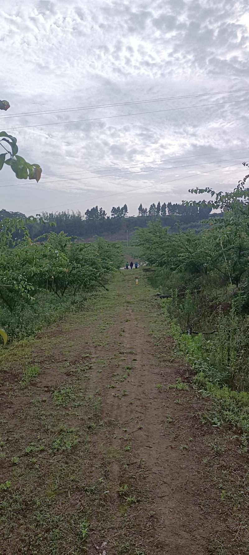 长弘李