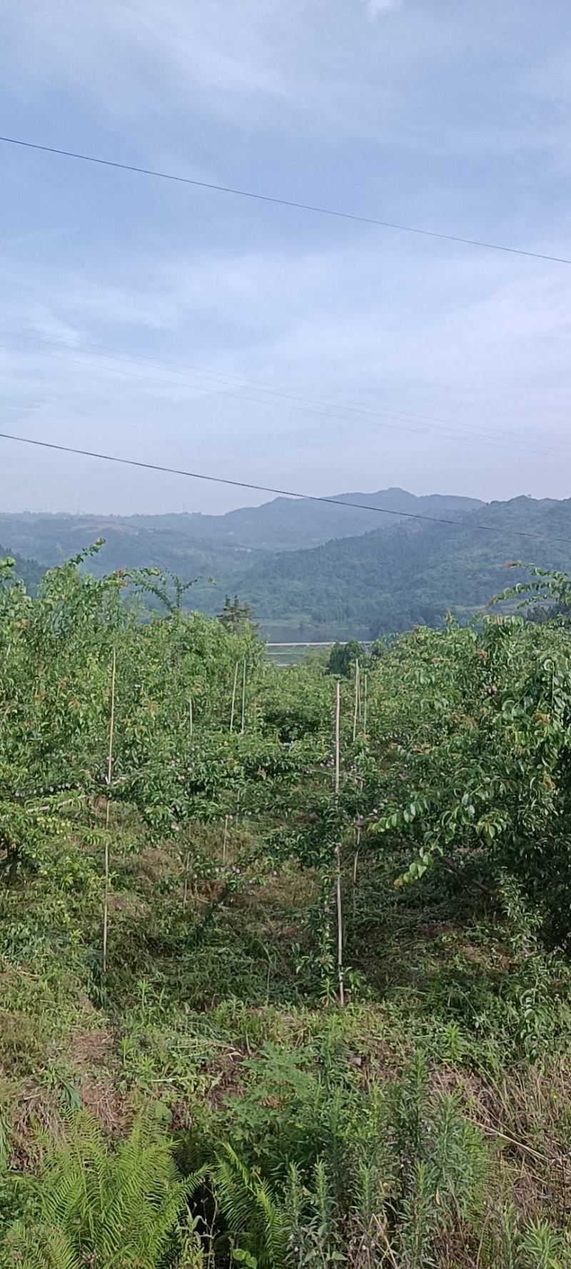 长弘李