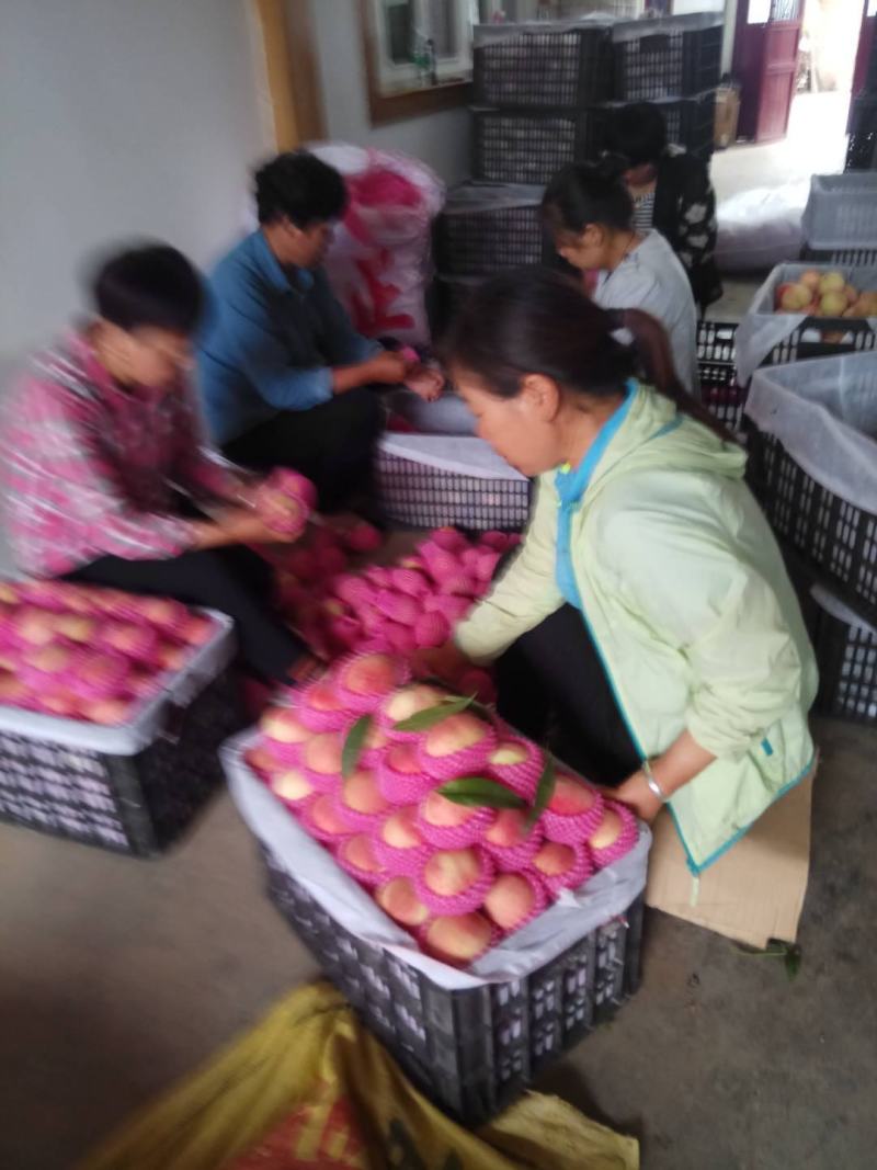 陕西精品纸袋沙红桃、大红桃、马红桃，量大产地直销全国发货