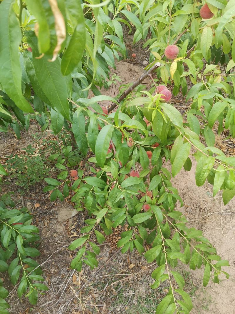 自己种植的桃子口感好