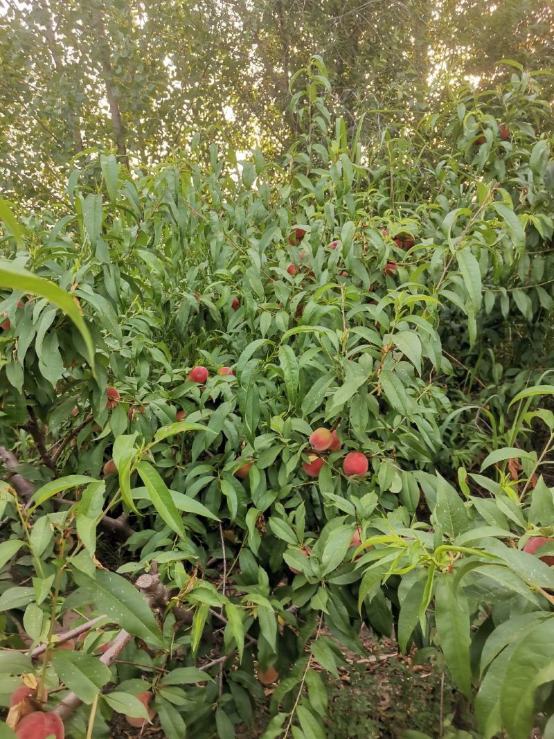 自己种植的桃子口感好