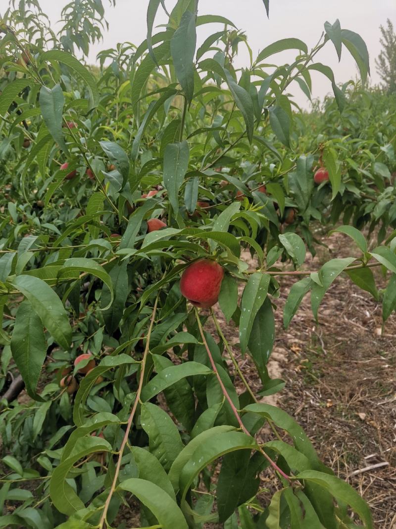 自己种植的桃子口感好