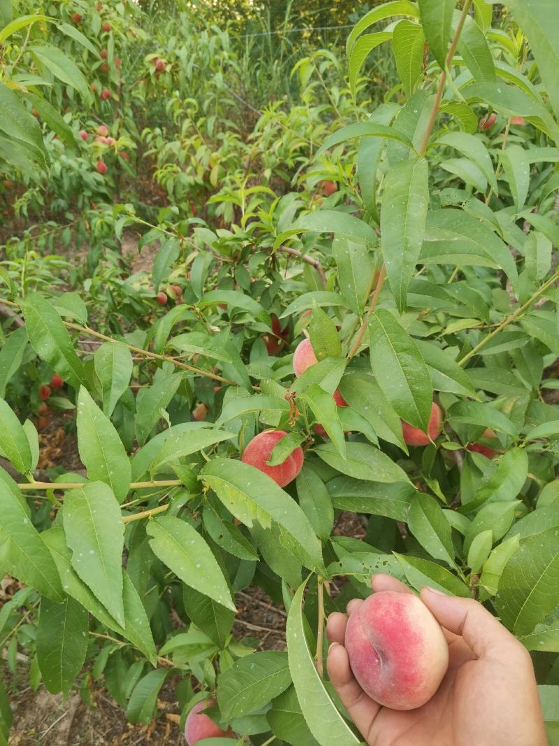 自己种植的桃子口感好