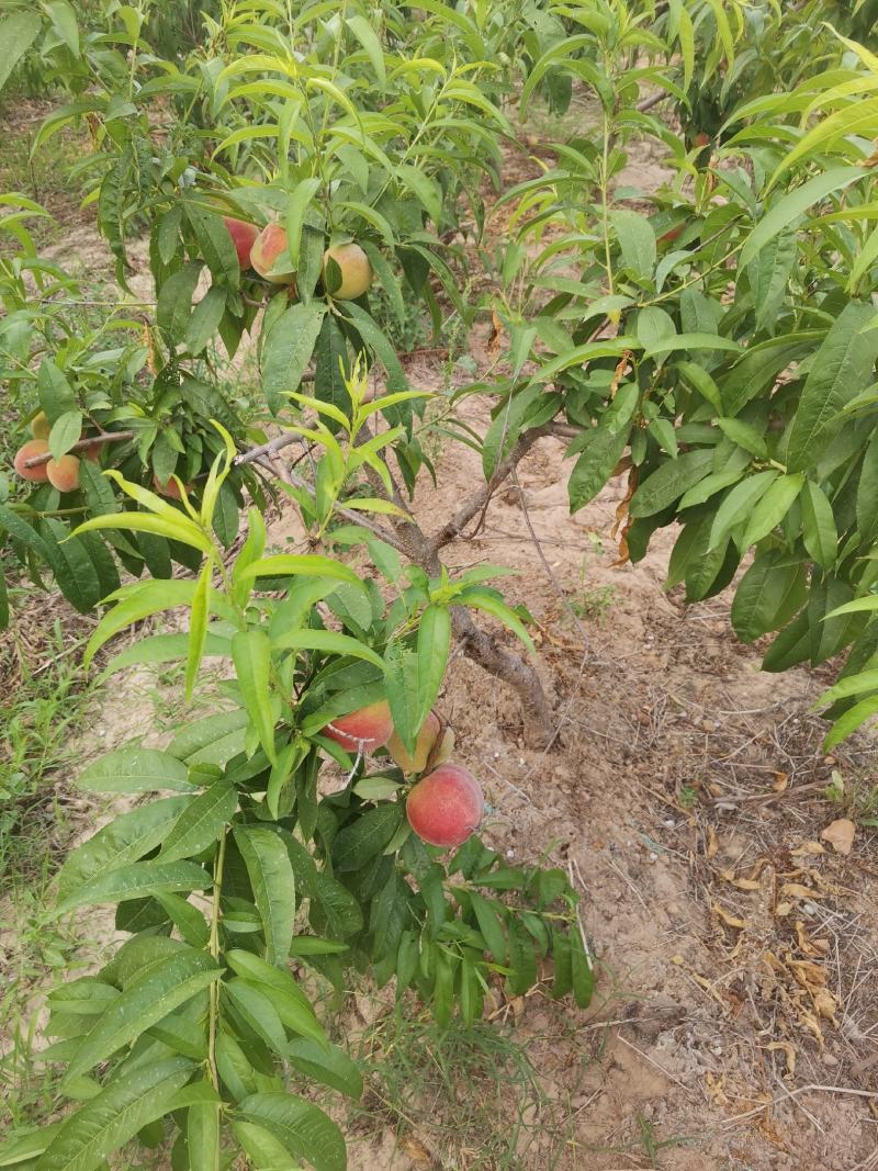 自己种植的桃子口感好