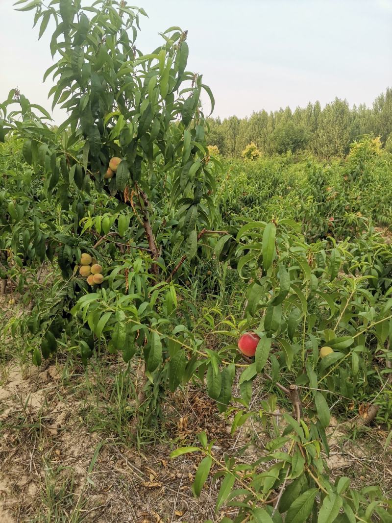 自己种植的桃子口感好