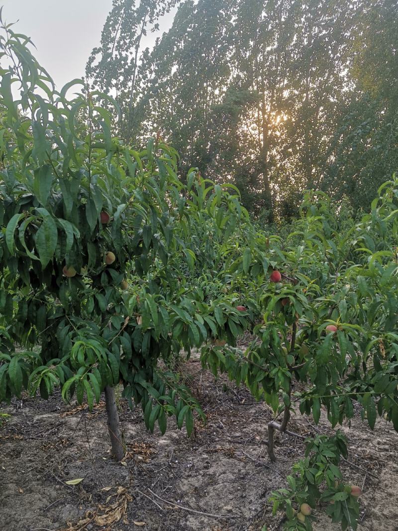 自己种植的桃子口感好