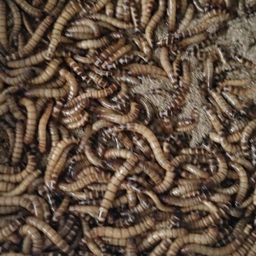 蛋白虫现货