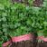 四季香菜种子大叶香菜种子芫须种子耐热香菜种子耐抽苔香菜种