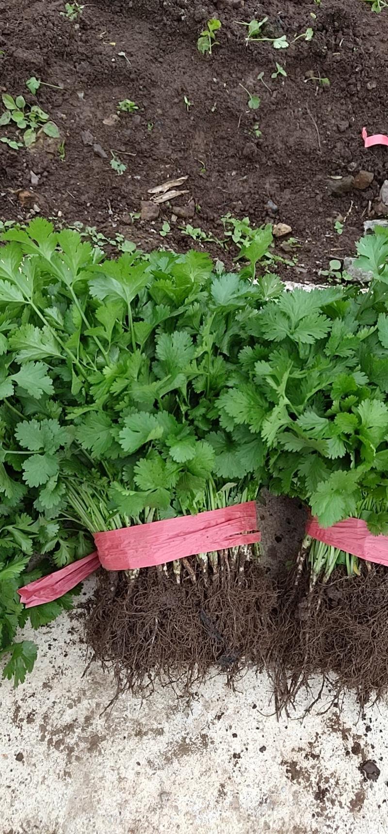 四季香菜种子大叶香菜种子芫须种子耐热香菜种子耐抽苔香菜种