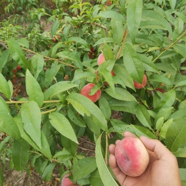 自己种植的桃子口感好
