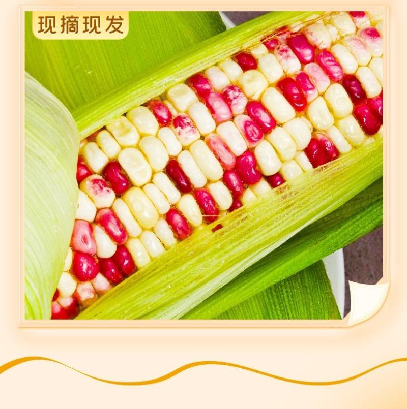 湖北枝江水果玉米白糯玉米花糯现已大量上市产地直销
