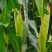 湖北枝江水果玉米白糯玉米花糯现已大量上市产地直销