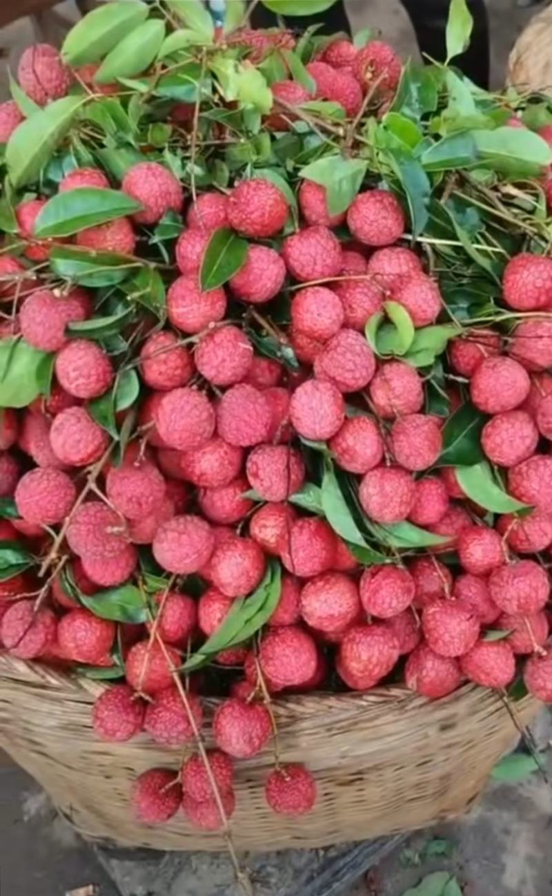 大量果园荔枝六月红禾荔桂味鸡嘴荔枝欢迎来合作
