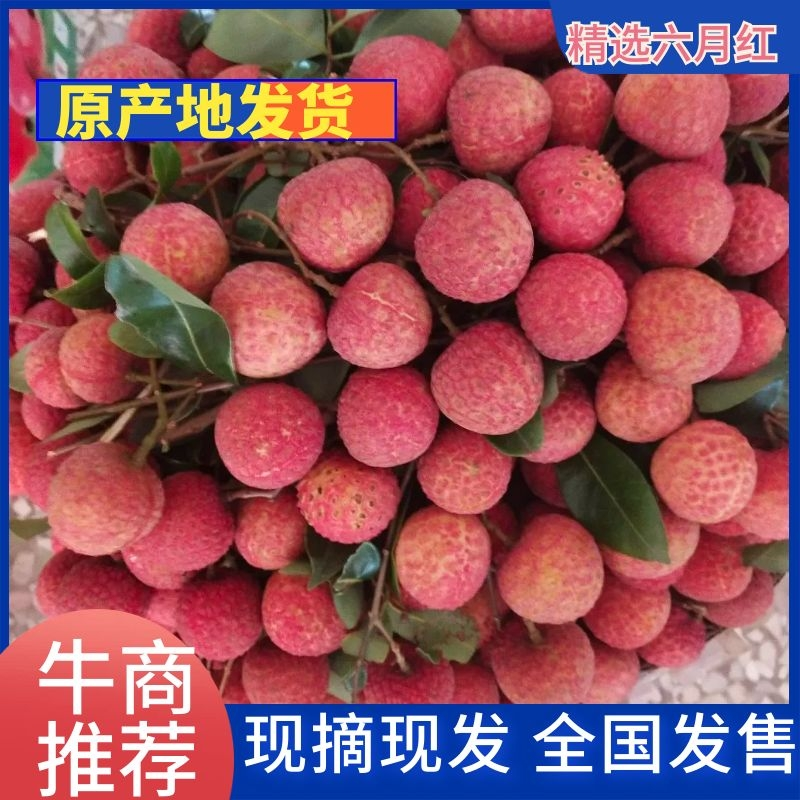 大量果园荔枝六月红禾荔桂味鸡嘴荔枝欢迎来合作