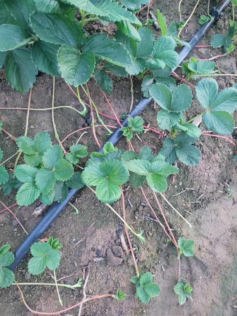 天仙醉草莓苗繁育基地全国发货，基地直销，大量出售